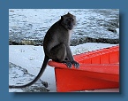 27 Monkey in a kayak